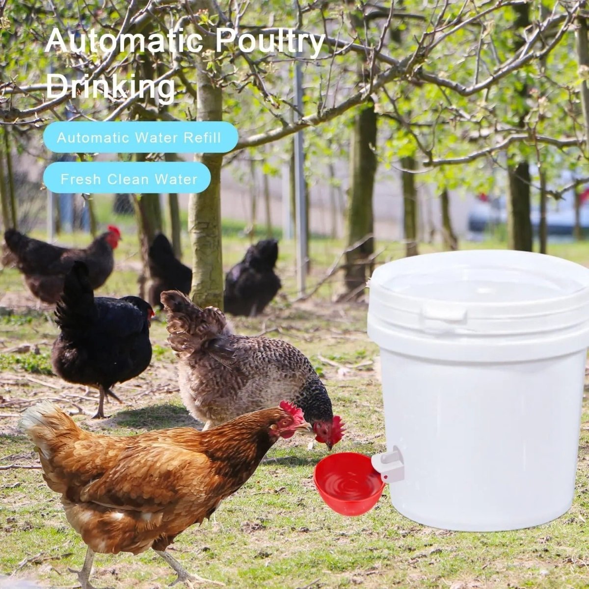 Aquaquill – Automatic Chicken Waterer for Fresh Water and Effortless Hydration