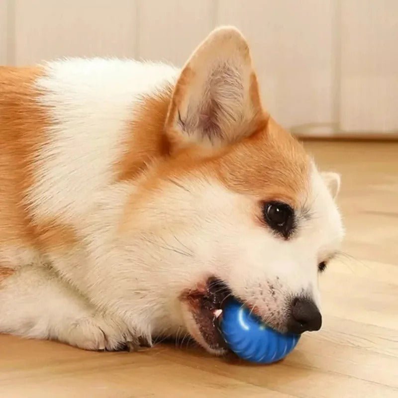 MAXIME PLAYER – Intelligent interactive ball for dogs