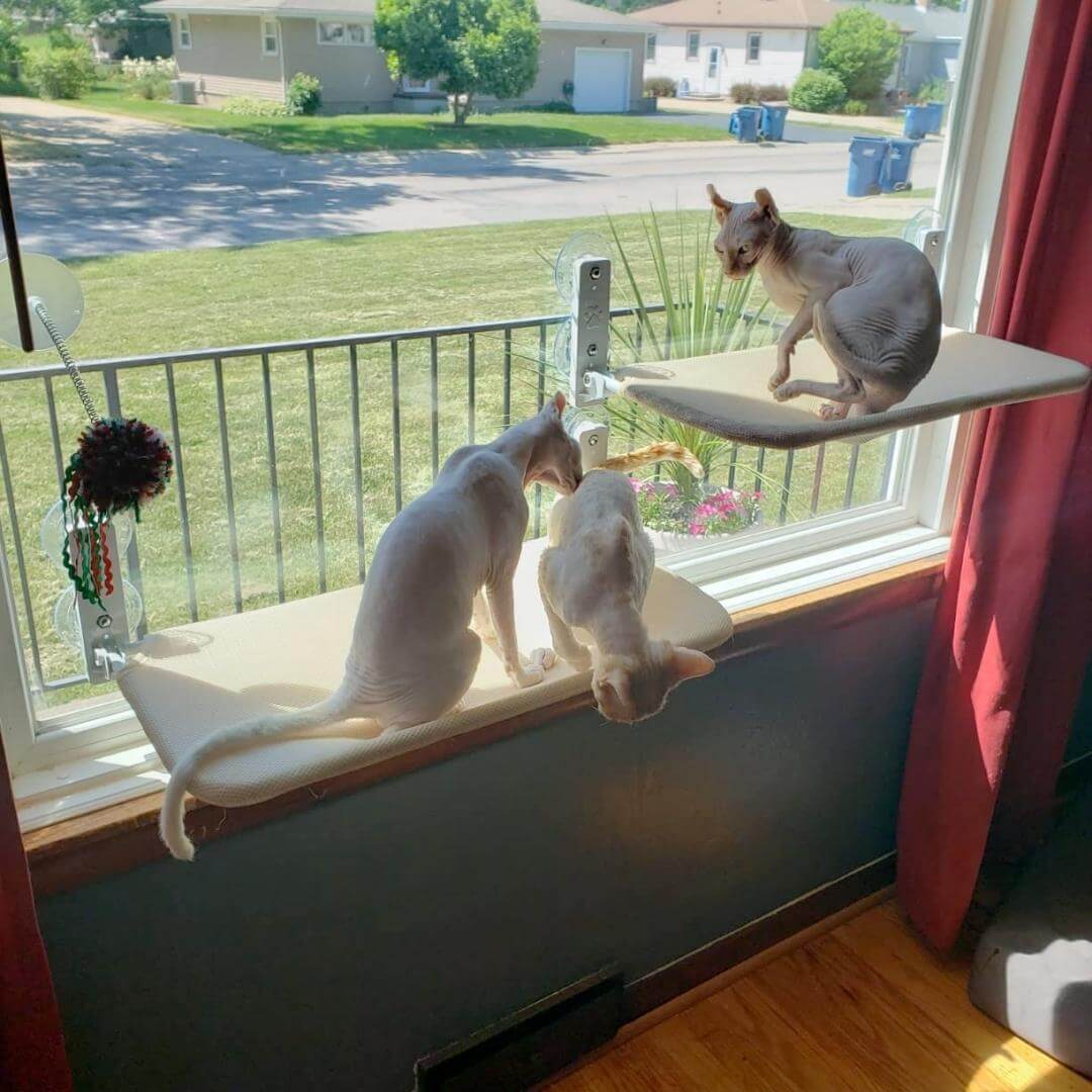 Pawperch – Foldable cat hammock with wall-friendly mount | Drill-free window perch for cats