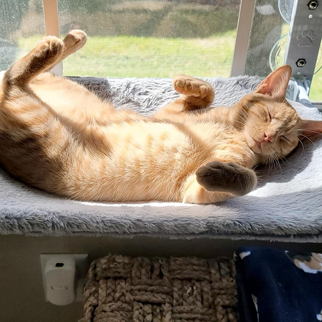 Pawperch – Foldable cat hammock with wall-friendly mount | Drill-free window perch for cats