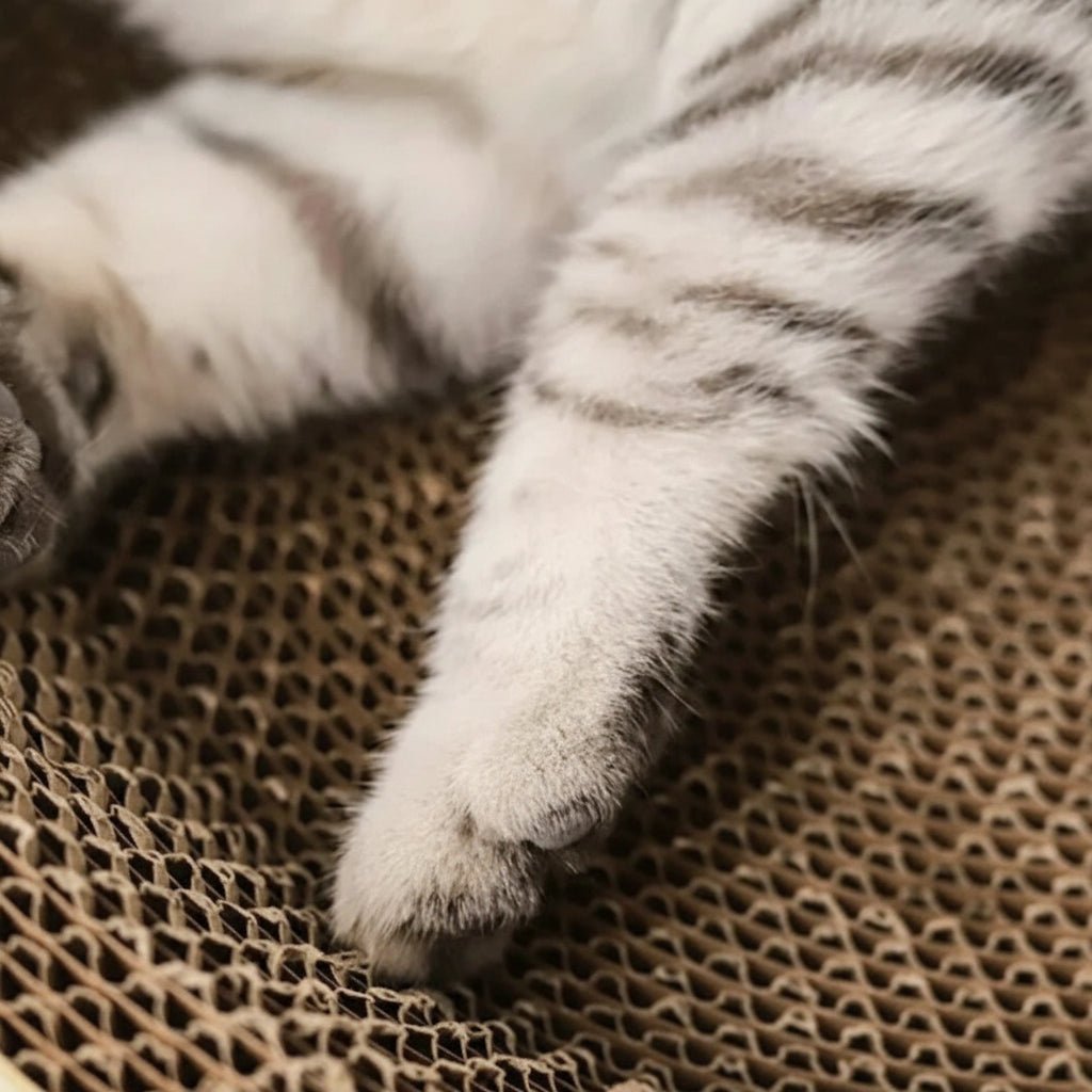 Cat Scratching Board - Multi-Purpose Oval Corrugated Paper Bed & Claw Toy 3