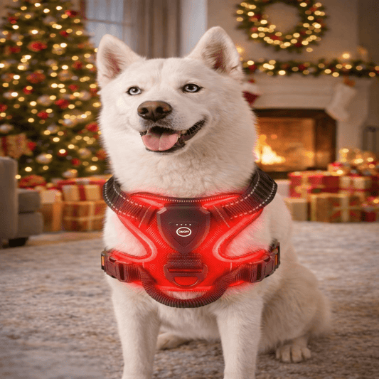 LUMIDOG – Rechargeable LED Dog Harness for Nighttime Safety