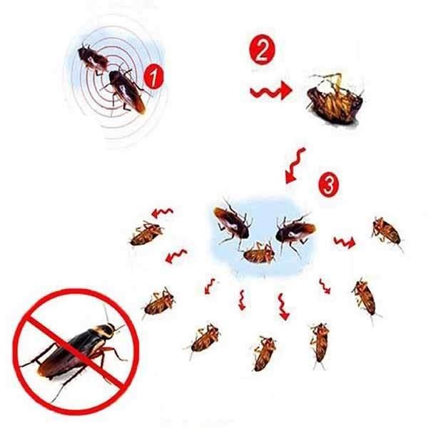 EXTERMINIQ – 3 cockroach gel baits (10g) for effective pest control 4