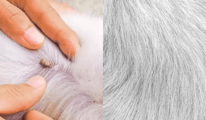 FLASHIELD – Anti-flea and tick collar for dogs and cats with natural protection
