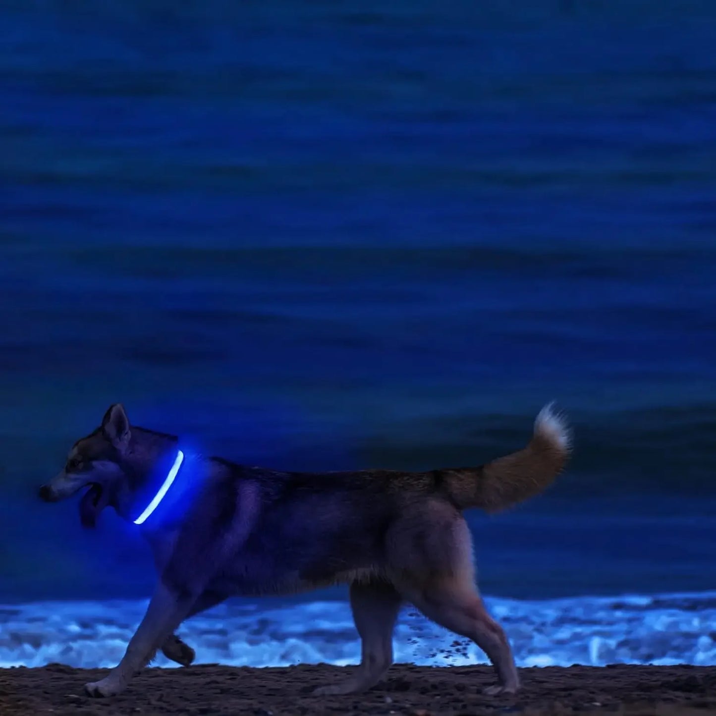 GlowBright LED Dog Collar - High Visibility, Adjustable Fit, 3 Flash Modes 2