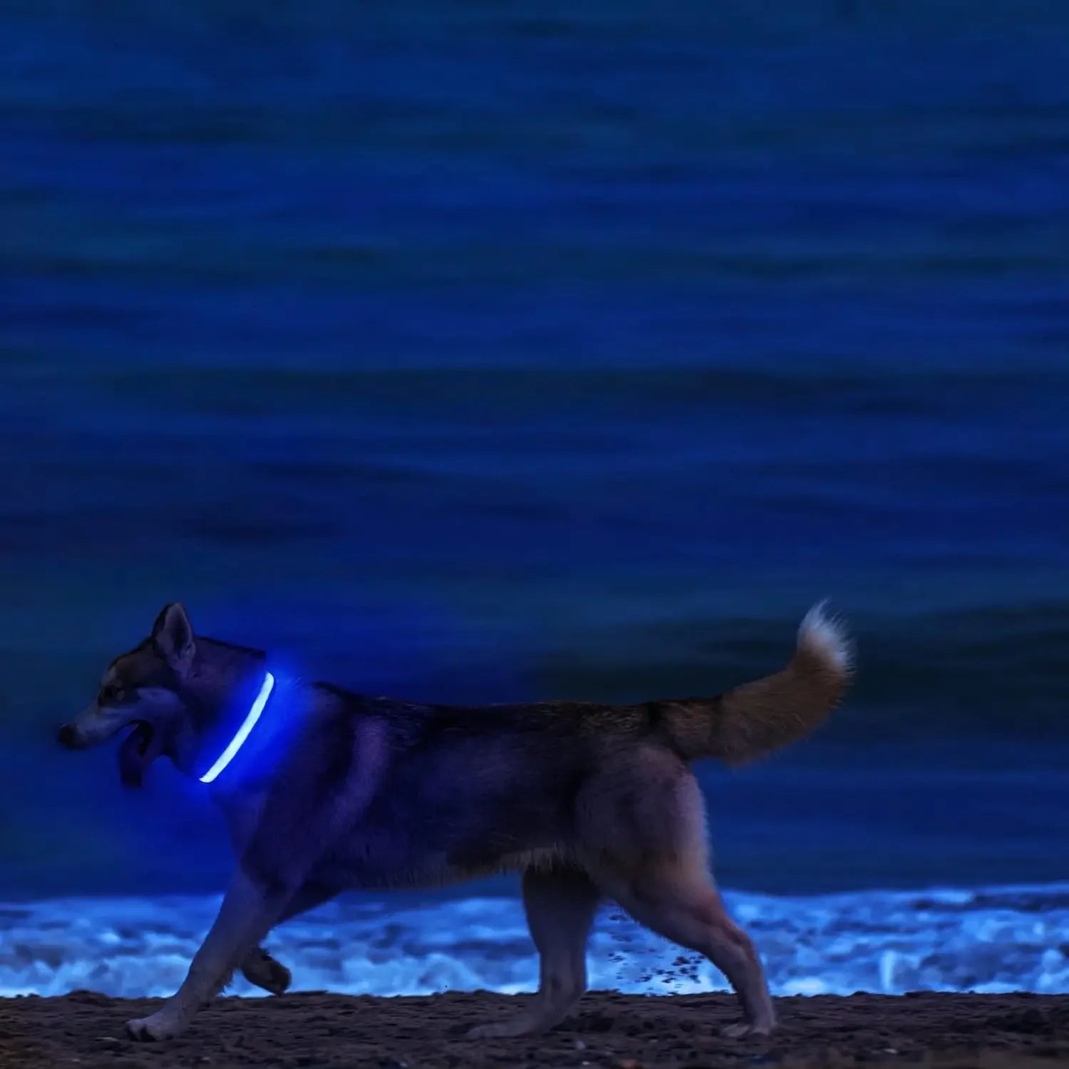 GlowBright LED Dog Collar - High Visibility, Adjustable Fit, 3 Flash Modes 2