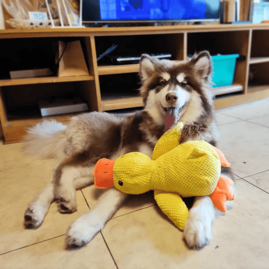 Quackly – Soothing Plush Toy for Dogs with Squeaker, Machine Washable