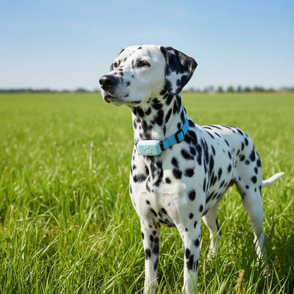 SNOUTRACK – Smart GPS Pet Tracker with Adjustable Collar for Dogs & Cats